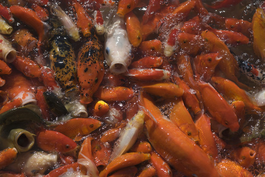 紅鯉魚(yú)