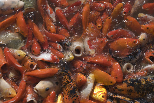 紅鯉魚(yú)