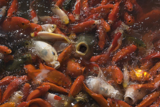 紅鯉魚