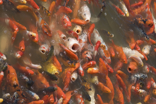 紅鯉魚