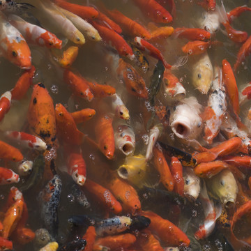 紅鯉魚