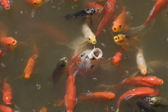 紅鯉魚