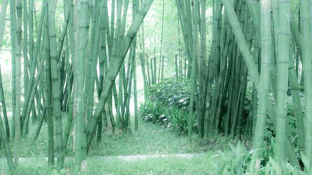 竹子