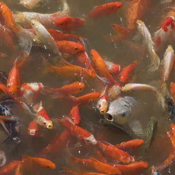 魚群