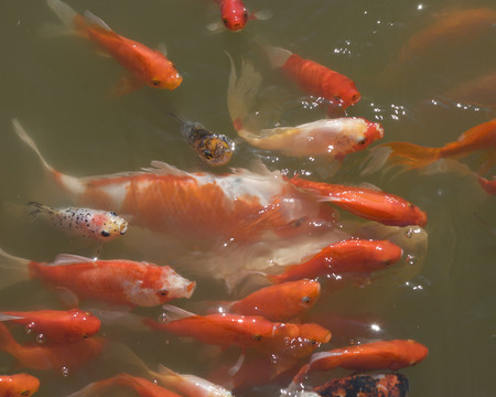 魚群