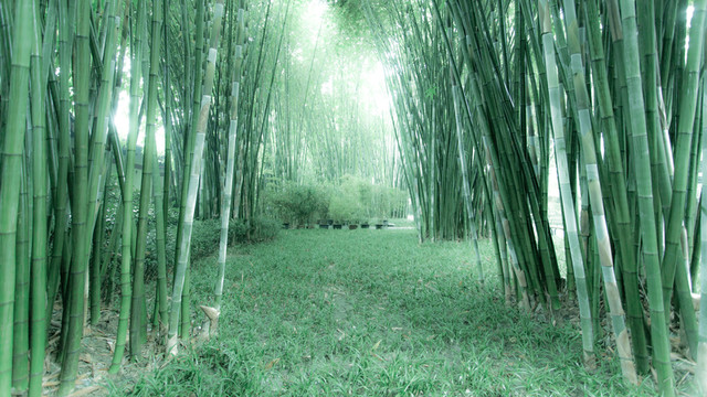 竹子