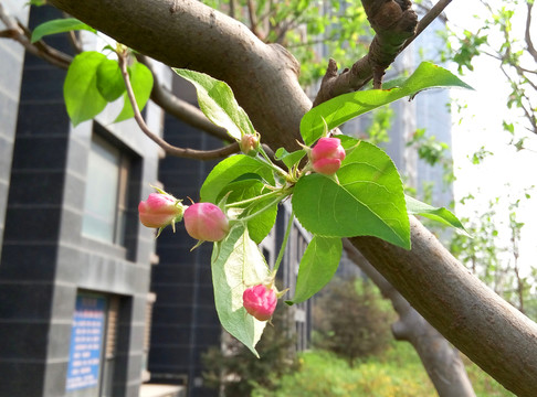 桃花蕾