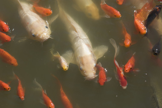 魚群