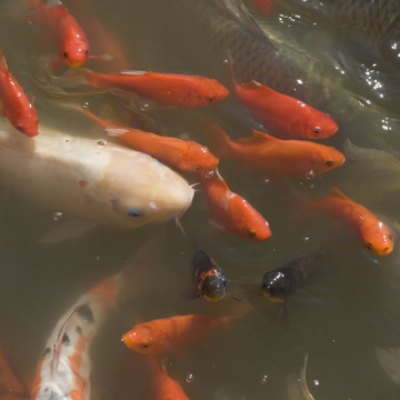 觀賞魚