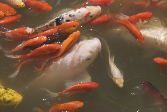 魚群