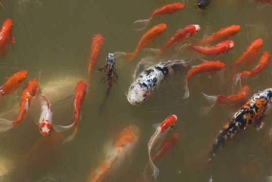 紅鯉魚