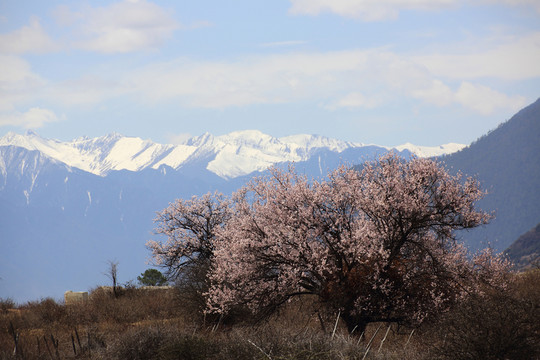 雪山桃花