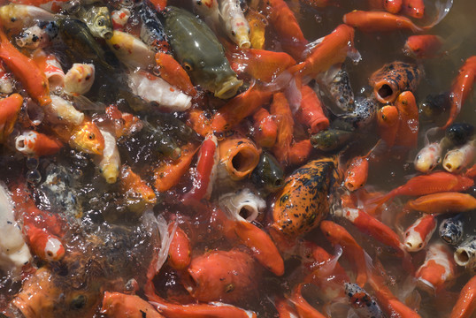 魚(yú)群