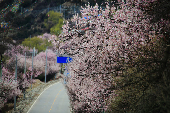 林芝桃花道路