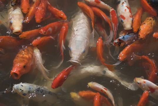 魚群