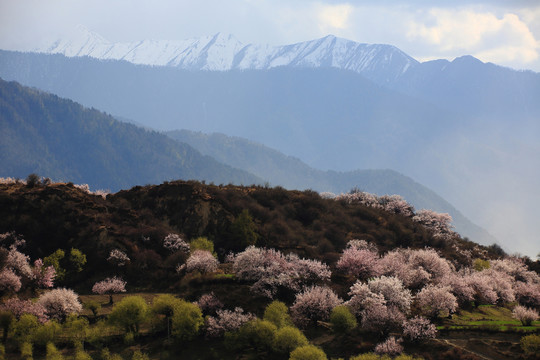 林芝雪山桃花