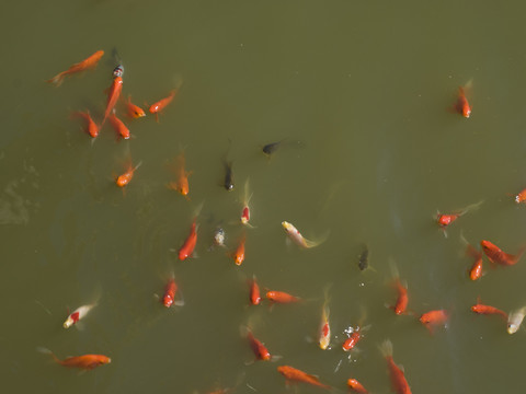 紅鯉魚