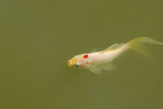 觀賞魚