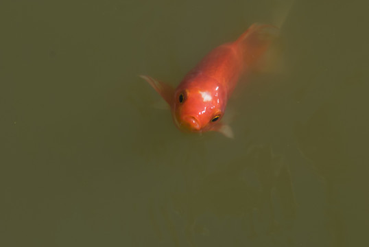 觀賞魚(yú)