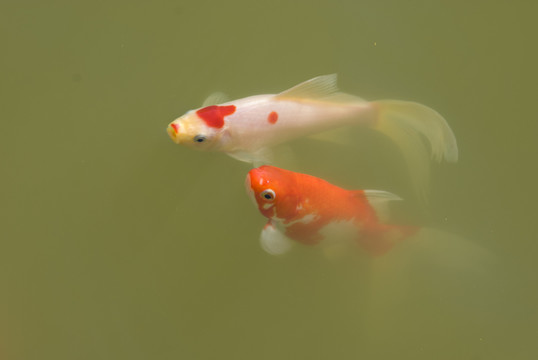 觀賞魚