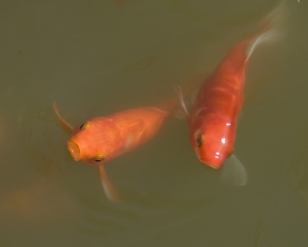 觀賞魚