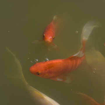 紅錦鯉魚