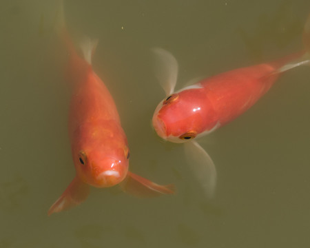 錦鯉