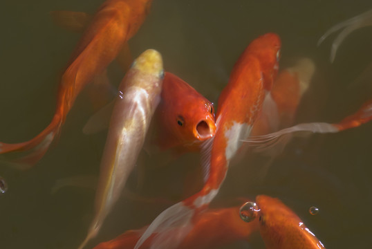 紅錦鯉魚