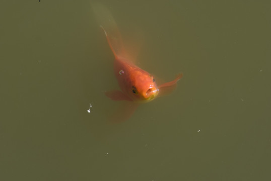 紅錦鯉魚