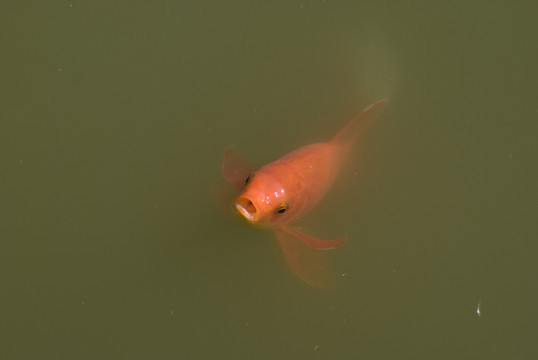 紅錦鯉魚