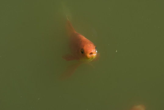 紅錦鯉魚