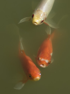 紅錦鯉魚