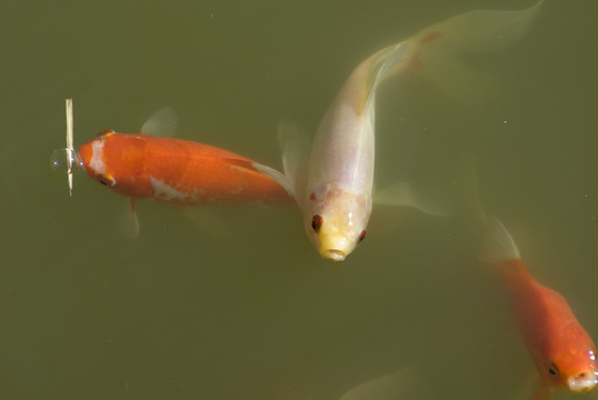 錦鯉