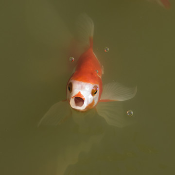 錦鯉