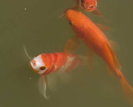 錦鯉