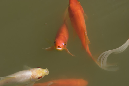 觀賞魚