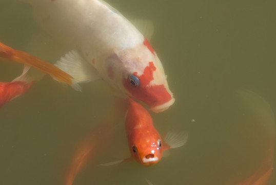 觀賞魚