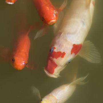 錦鯉