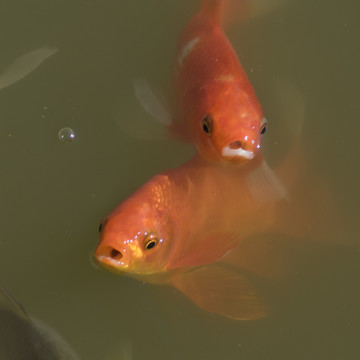 紅錦鯉魚