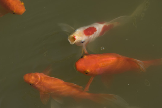 紅錦鯉魚
