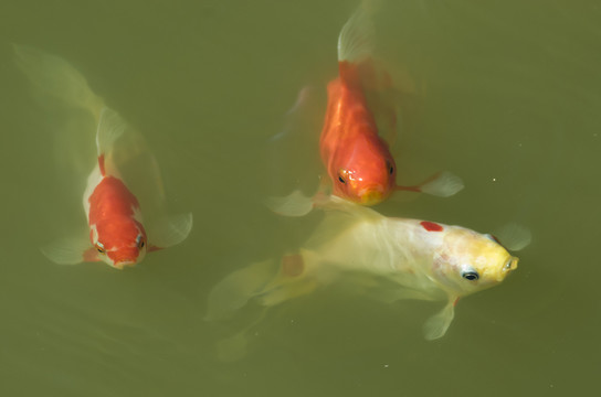 錦鯉