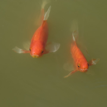 紅錦鯉魚
