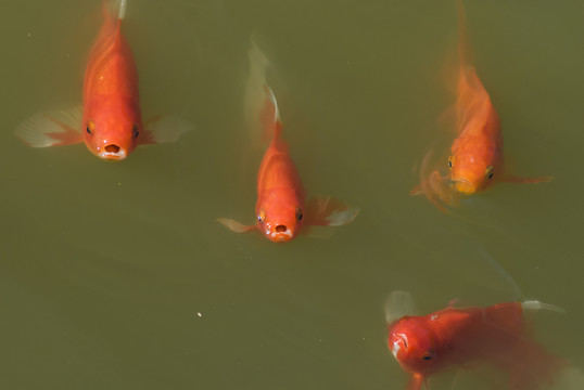 錦鯉