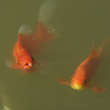 紅錦鯉魚(yú)