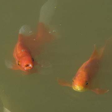 錦鯉