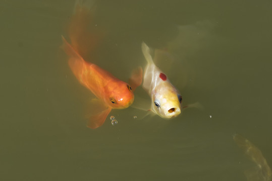 紅錦鯉魚