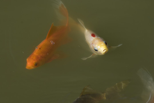 紅錦鯉魚