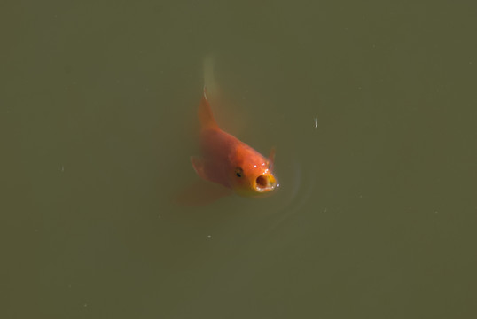 紅錦鯉魚