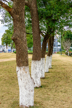 一排樹木 公園 藍天 樹枝