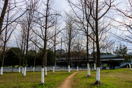 樹木 公園 藍(lán)天 樹枝 冬季
